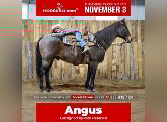 American Quarter Horse, Wallach, 15 Jahre, 152 cm, Roan-Bay