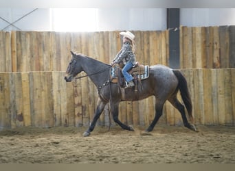 American Quarter Horse, Wallach, 15 Jahre, 152 cm, Roan-Bay