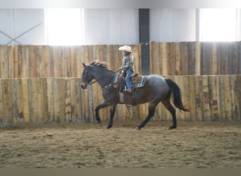 American Quarter Horse, Wallach, 15 Jahre, 152 cm, Roan-Bay