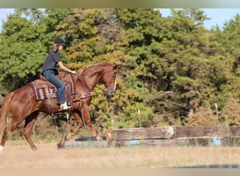 American Quarter Horse, Wallach, 15 Jahre, 152 cm, Rotfuchs