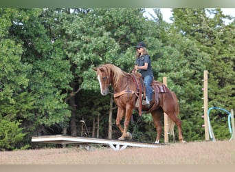 American Quarter Horse, Wallach, 15 Jahre, 152 cm, Rotfuchs