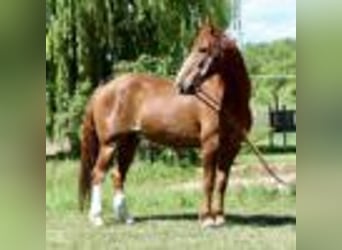American Quarter Horse, Wallach, 15 Jahre, 152 cm, Rotfuchs