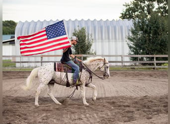American Quarter Horse, Wallach, 15 Jahre, 152 cm, White