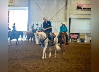 American Quarter Horse, Wallach, 15 Jahre, 152 cm, White
