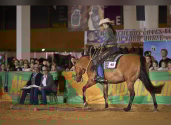 American Quarter Horse, Wallach, 15 Jahre, 153 cm