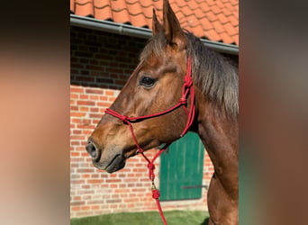 American Quarter Horse, Wallach, 15 Jahre, 154 cm, Dunkelfuchs