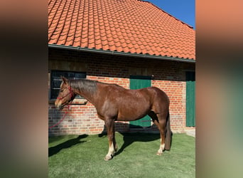 American Quarter Horse, Wallach, 15 Jahre, 154 cm, Dunkelfuchs