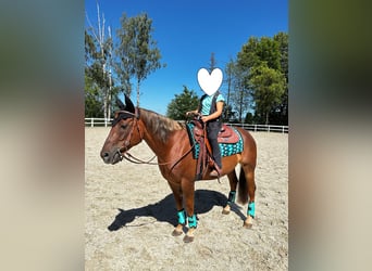 American Quarter Horse, Wallach, 15 Jahre, 154 cm, Dunkelfuchs