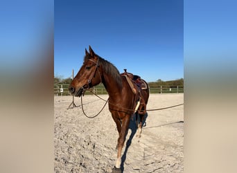 American Quarter Horse, Wallach, 15 Jahre, 154 cm, Dunkelfuchs