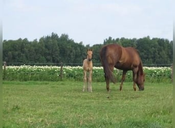 American Quarter Horse, Wallach, 15 Jahre, 155 cm, Dunalino