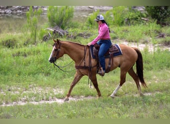 American Quarter Horse, Wallach, 15 Jahre, 155 cm, Falbe
