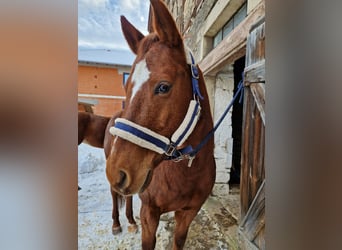 American Quarter Horse, Wallach, 15 Jahre, 155 cm, Fuchs