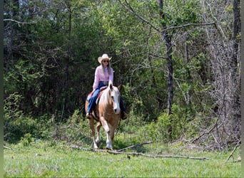 American Quarter Horse, Wallach, 15 Jahre, 155 cm, Palomino