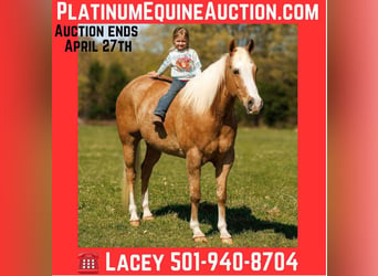 American Quarter Horse, Wallach, 15 Jahre, 155 cm, Palomino