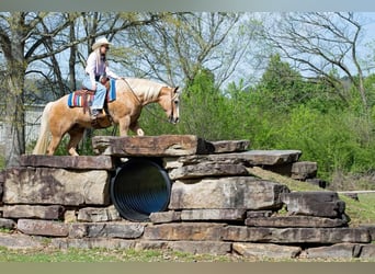 American Quarter Horse, Wallach, 15 Jahre, 155 cm, Palomino