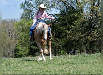 American Quarter Horse, Wallach, 15 Jahre, 155 cm, Palomino