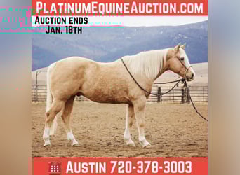 American Quarter Horse, Wallach, 15 Jahre, 155 cm, Palomino