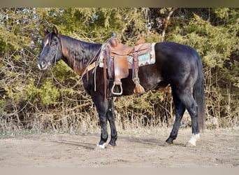 American Quarter Horse, Wallach, 15 Jahre, 155 cm, Rappe