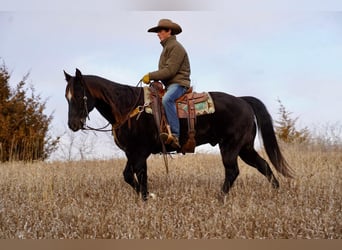 American Quarter Horse, Wallach, 15 Jahre, 155 cm, Rappe
