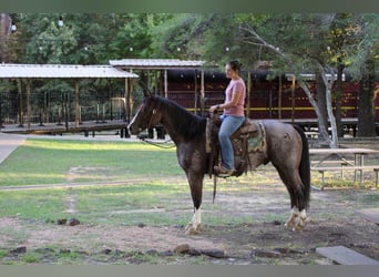American Quarter Horse, Wallach, 15 Jahre, 155 cm, Roan-Bay