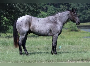 American Quarter Horse, Wallach, 15 Jahre, 155 cm, Roan-Blue