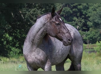 American Quarter Horse, Wallach, 15 Jahre, 155 cm, Roan-Blue