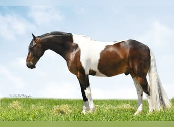 American Quarter Horse, Wallach, 15 Jahre, 155 cm, Tobiano-alle-Farben