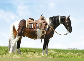 American Quarter Horse, Wallach, 15 Jahre, 155 cm, Tobiano-alle-Farben