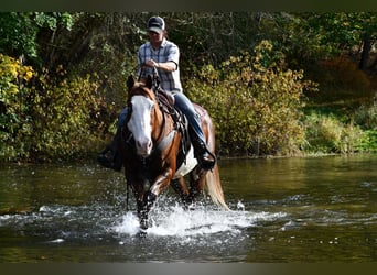 American Quarter Horse Mix, Wallach, 15 Jahre, 155 cm