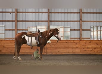 American Quarter Horse Mix, Wallach, 15 Jahre, 155 cm
