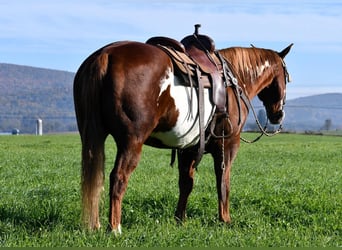 American Quarter Horse Mix, Wallach, 15 Jahre, 155 cm