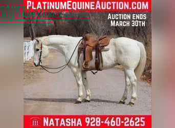 American Quarter Horse, Wallach, 15 Jahre, 155 cm, White