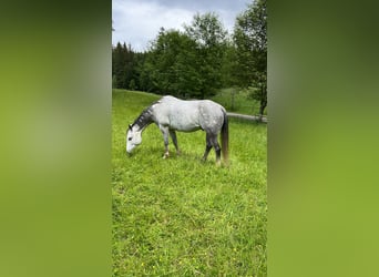 American Quarter Horse, Wallach, 15 Jahre, 156 cm, Apfelschimmel