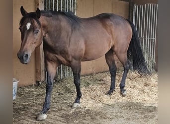 American Quarter Horse, Wallach, 15 Jahre, 156 cm, Brauner