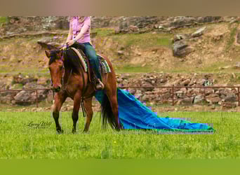 American Quarter Horse, Wallach, 15 Jahre, 157 cm, Falbe