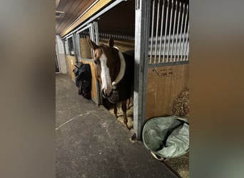 American Quarter Horse, Wallach, 15 Jahre, 157 cm, Fuchs