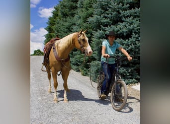 American Quarter Horse Mix, Wallach, 15 Jahre, 157 cm, Palomino