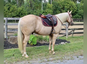 American Quarter Horse, Wallach, 15 Jahre, 157 cm, Palomino