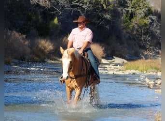 American Quarter Horse, Wallach, 15 Jahre, 157 cm, Palomino