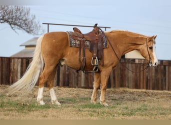 American Quarter Horse, Wallach, 15 Jahre, 157 cm, Palomino