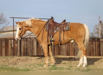 American Quarter Horse, Wallach, 15 Jahre, 157 cm, Palomino