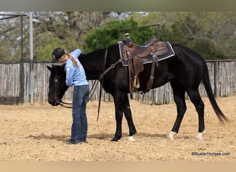 American Quarter Horse, Wallach, 15 Jahre, 157 cm, Rappe
