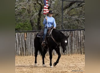 American Quarter Horse, Wallach, 15 Jahre, 157 cm, Rappe