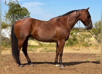 American Quarter Horse, Wallach, 15 Jahre, 157 cm, Roan-Bay