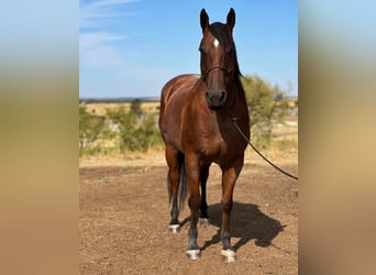 American Quarter Horse, Wallach, 15 Jahre, 157 cm, Roan-Bay