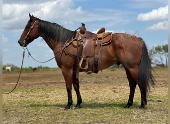 American Quarter Horse, Wallach, 15 Jahre, 157 cm, Roan-Bay
