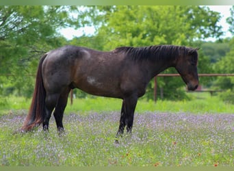 American Quarter Horse, Wallach, 15 Jahre, 157 cm, Roan-Bay