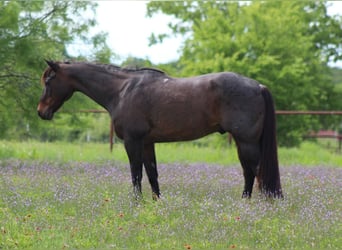 American Quarter Horse, Wallach, 15 Jahre, 157 cm, Roan-Bay