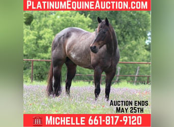 American Quarter Horse, Wallach, 15 Jahre, 157 cm, Roan-Bay