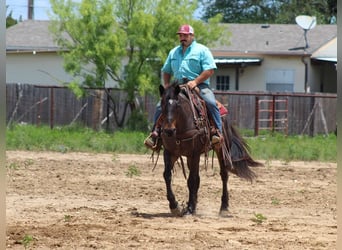American Quarter Horse, Wallach, 15 Jahre, 157 cm, Roan-Bay